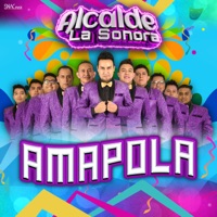 Amapola - Single - Alcalde La Sonora