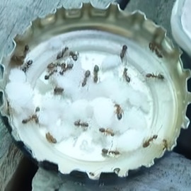 Borax Patrick O'neill