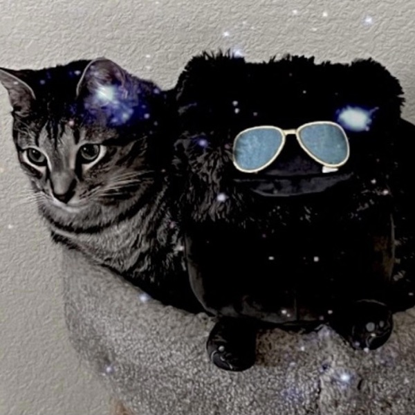 Kitty Tuesday