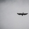 Birds of Prey