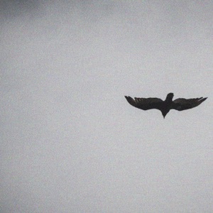 Birds of Prey - Single