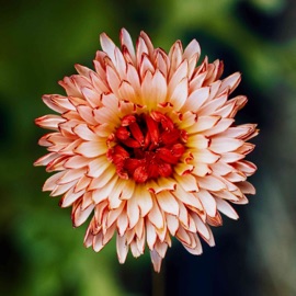 Revival Leo Motta & Toti Cisneros