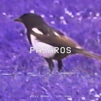 PÁJAROS - Single - Willy Drama, Jay Trama & Da Terror Bundy