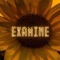 Examine - HAWA lyrics