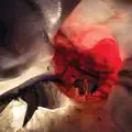 Harbinger Of Sorrow