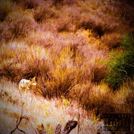 To Be Seen Kayote