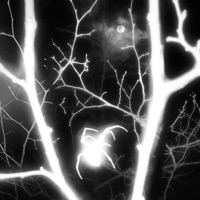 Trust Issues (feat. D K & Dreamii) - Single - Gaetano Campobasso