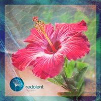 Misirlou - Single - ADDFX & Gabsy