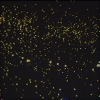 Firefly - Single - wavetearz