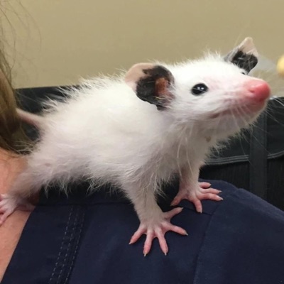 Northpole+ (feat. Corakks!) - Single