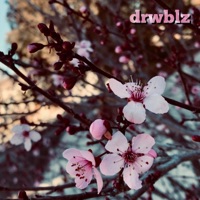 Cherry Plum - Single - drwblz