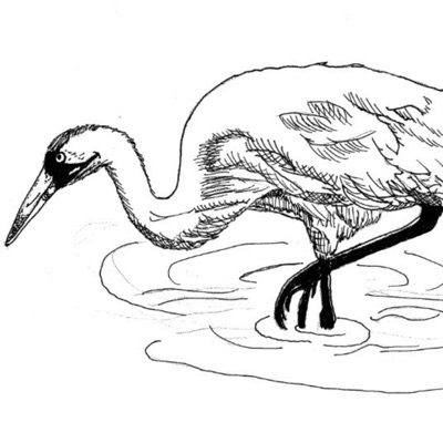 Crane (feat. Misa) - Single