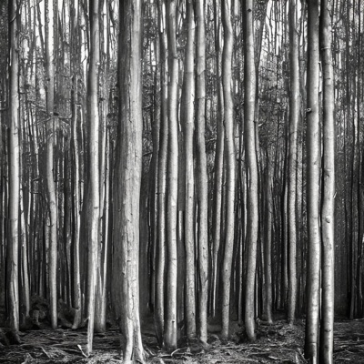 Silver Forest - Single