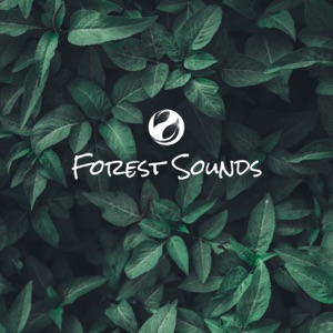 November Sounds of the Forest
