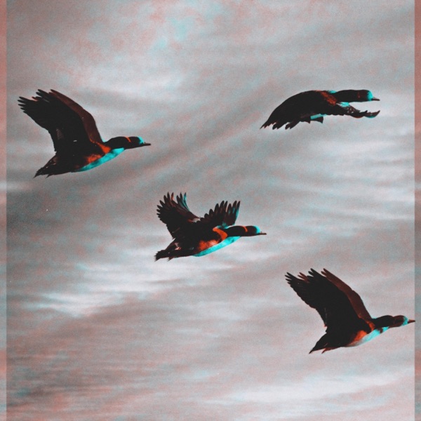 Birds From Beneath