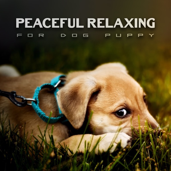 Peaceful Relaxing for Dog Puppy: 30 New Age Music & Serene Nature Sounds for Your Pet, Calm Down When They Stay Alone, Soft Melodies