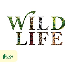 Wildlife