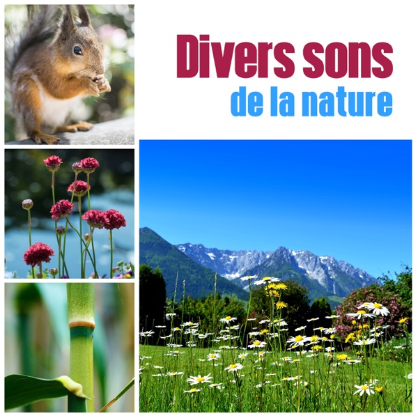 Divers sons de la nature - Musique apaisante de la forêt, océan et zen jardin pour la méditation, dormir, massage et étude