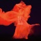 DANCER IN THE HANABIRA - Single ジャケット写真