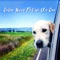 Calm Dog - Pet Relax Academy lyrics