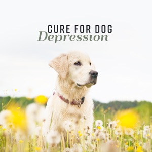Cure for Dog Depression: Anti Anxiety Zone, Calming Guitar, Healthy Pets, Dreamy Wellness, Fireworks Stress Prevention