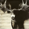 Oh Horatio - Single