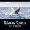 Sounds of Seagulls - Soothing Ocean Waves Universe