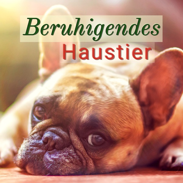 Beruhigendes Haustier: Entspannende Lieder, die Ihrem Hund Helfen, Entspannter und Gelassener zu Sein