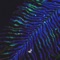 Mirage (Lerr Remix) - Rapossa lyrics