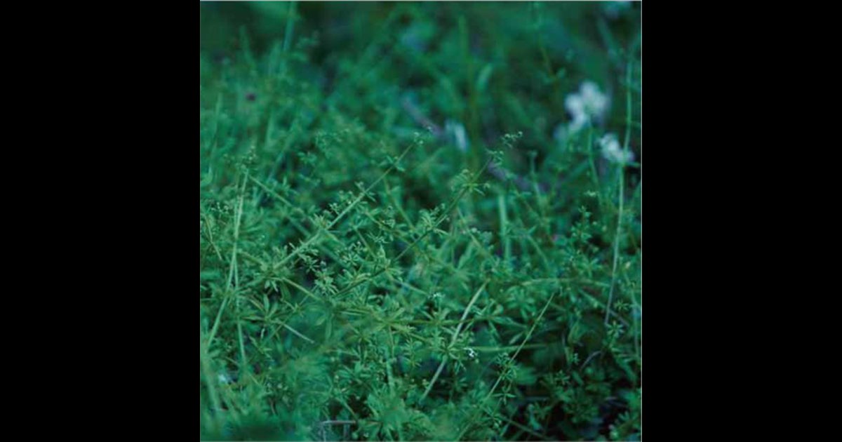 邦楽 Chouchou Merged Syrups. Clepsydra CD Chouchou Merged Syrups. Clepsydra CD