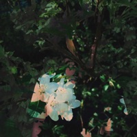 Espresso - Single - internetboy & Grandace