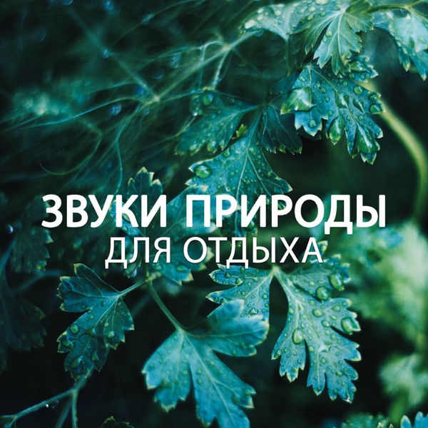 Звуки природы для отдыха