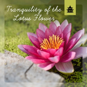 Tranquility of the Lotus Flower - Chinese Meditation, Peaceful Moments of Worship, Spiritual Awakening, Reiki, Yoga Music