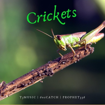 Crickets - Single