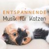 Entspannende Musik für Katzen: Beruhigende Lieder für Katzen, um Sich Mehr Geliebt und Geschätzt zu Fühlen