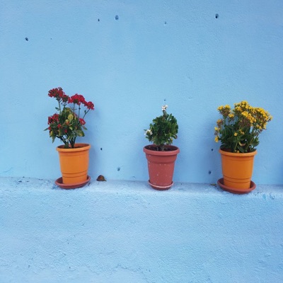 Sobre Instantes, Rotinas e Flores de Plástico - Single