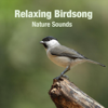 Birdsong and Woodpecker - Nature Sounds