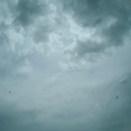 I Want to Live Here Forever Bird Watcher