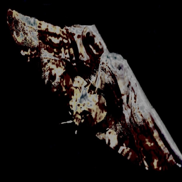 Biston betularia