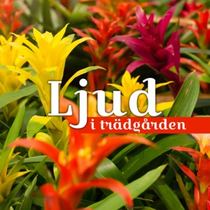 Ljud i trädgården: Avkopplande och lugnande natur, ändra din inställning till positiv, spa och välbefinnande musik