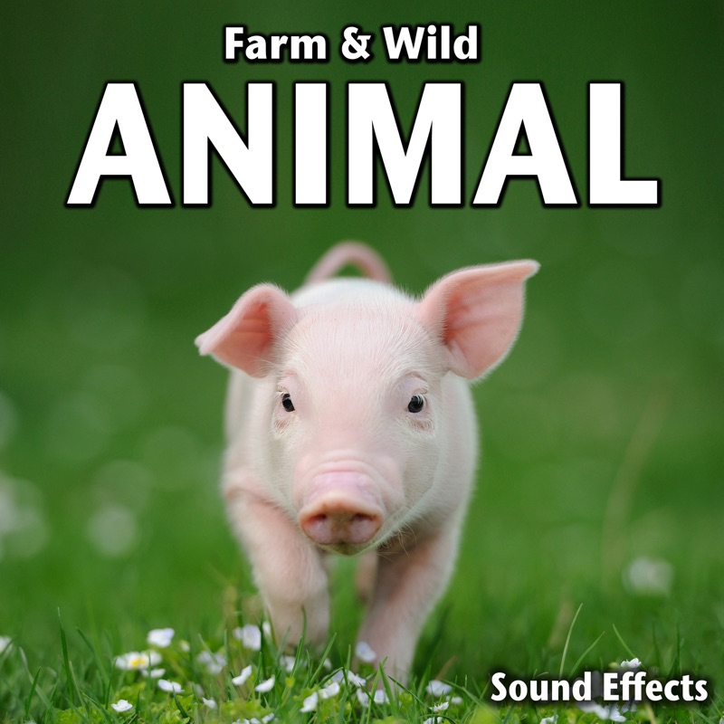 Farm & Wild Animal Sound Effects