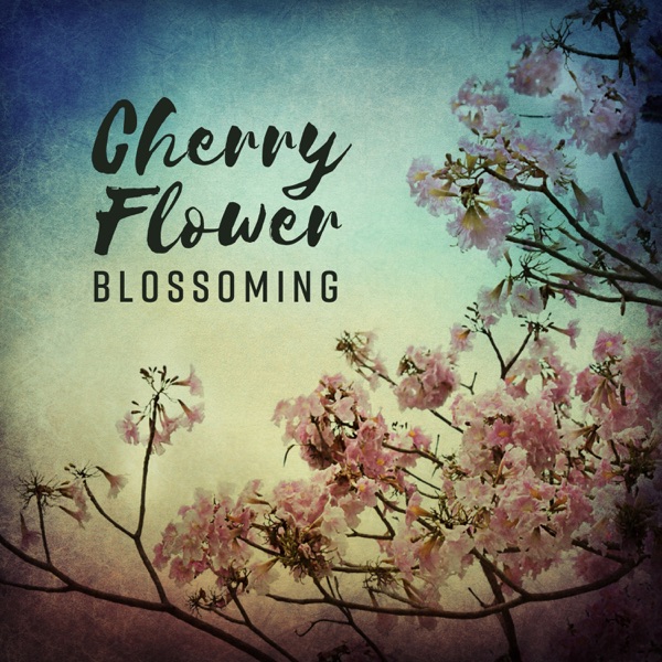 Cherry Flower Blossoming - Traditional Oriental Asian Zen Stories