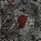 Rupture - Snavs lyrics