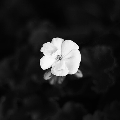 Chrysalis - Single