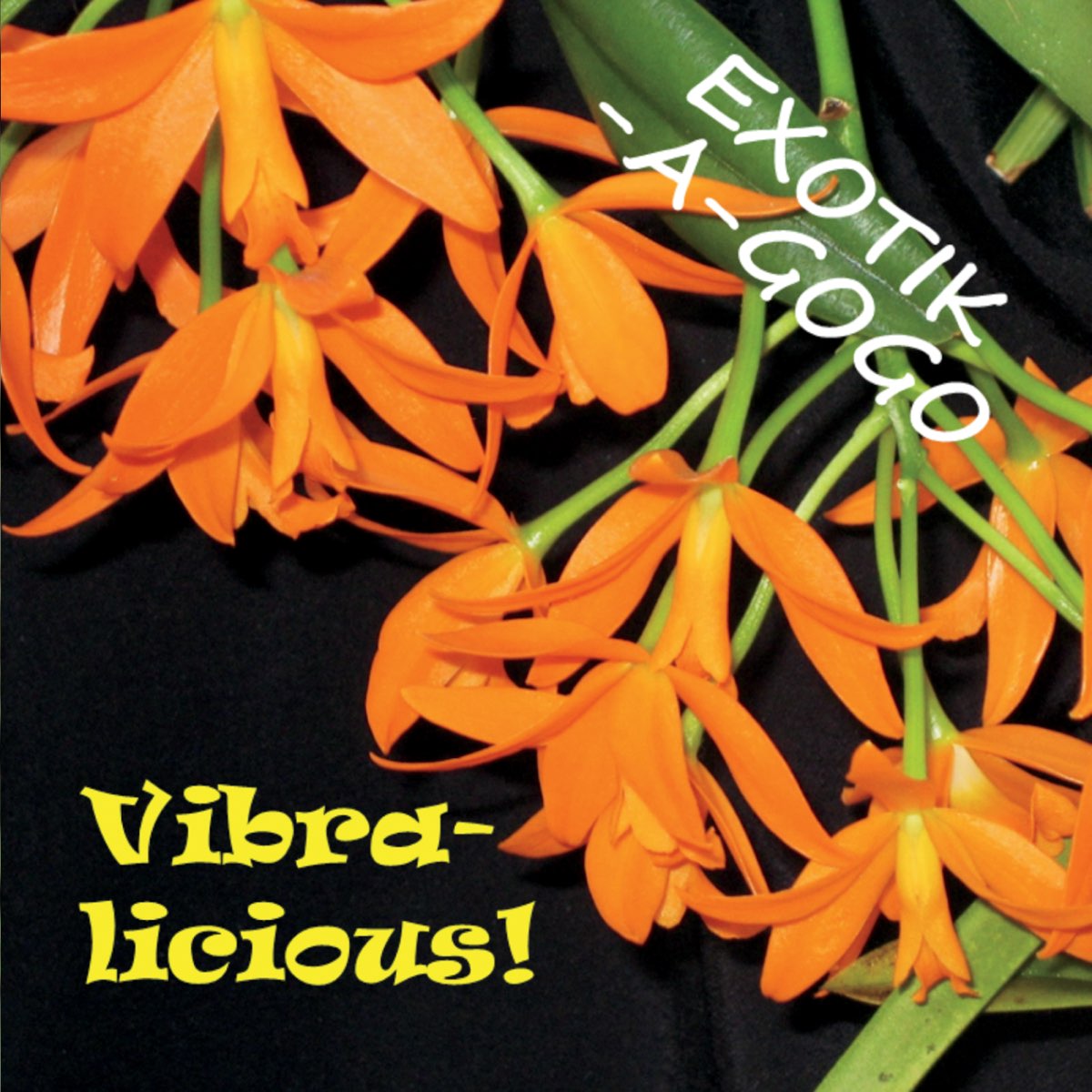 Vibralicious!》- Exotik-A-GoGo的专辑 - Apple Music
