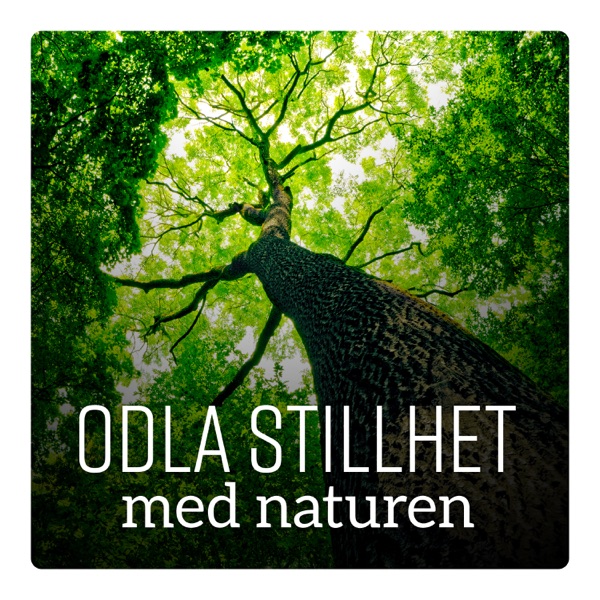 Odla stillhet med naturen: Individuell avkoppling, enkel terapi för lugn, effektivt sätt att vila, ändlös lugn