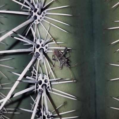 Dear Friend (feat. Lil Spence) - Single