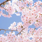 Under Cherry Blossom Trees artwork