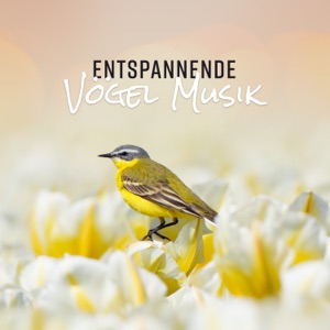 Entspannende Vögel Musik: Heilende Natur klingt nach Meditation, Wellness und Entspannung