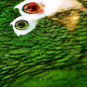 Amazona - EP